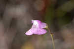 Jackson false foxglove